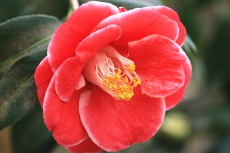 Red camellias