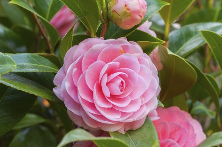 Pink camellias