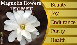 Magnolia flower symbolism and meaning