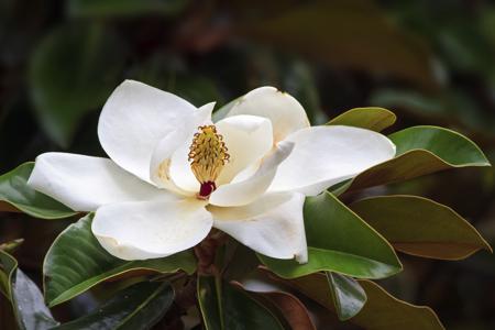 white magnolia