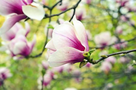 pink magnolia