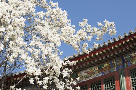 significance of magnolia in china