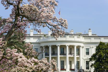 significance of magnolia in america