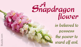 Snapdragon flower symbolism