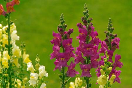 Snapdragon Flower 