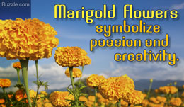 Marigold flower symbolism