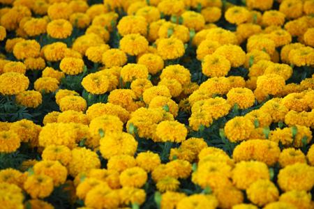 Marigold Flower