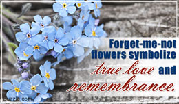 Forget-me-not flower symbolism
