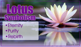 Lotus flower meaning