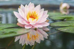 Lotus Flower Meaning