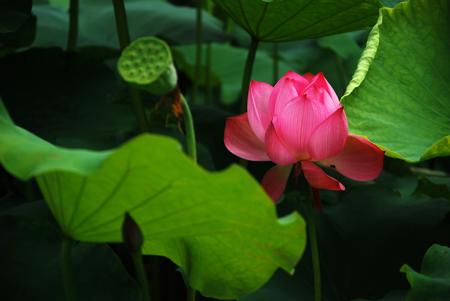 Lotus Flower Meaning- Red Lotus