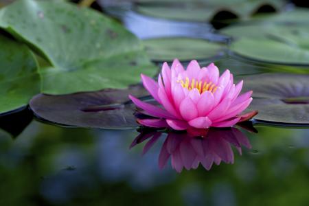 Lotus Flower Meaning- Pink Lotus