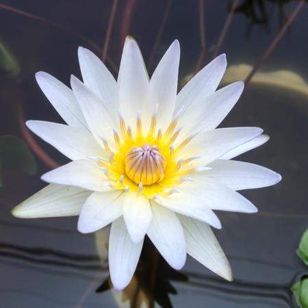 Lotus Flower Meaning- White Lotus