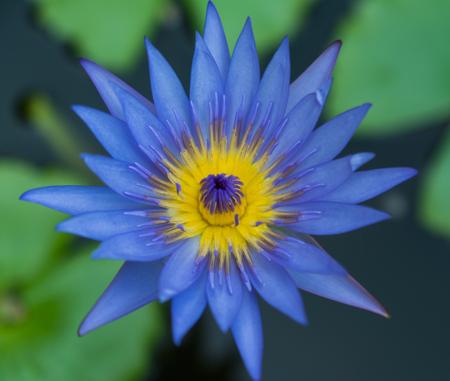 Lotus Flower Meaning- Blue Lotus