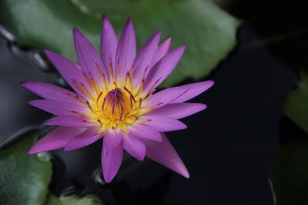 Lotus Flower Meaning- Purple Lotus