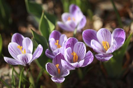 Crocus Flower