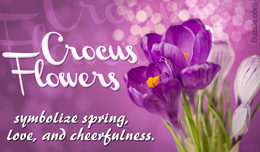 Crocus flowers symbolism