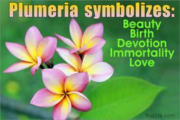 Plumeria symbolism