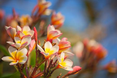 Plumeria flowers represent a new beginning