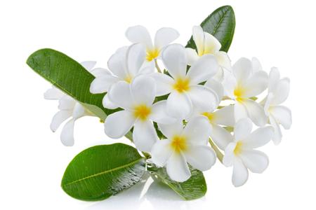 Flawless and pristine white plumeria blossoms