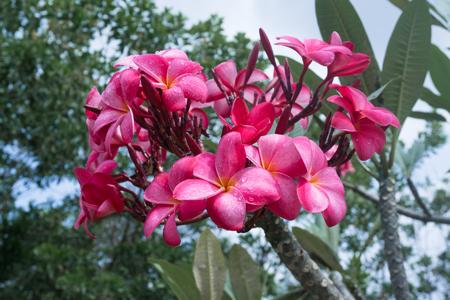 Plumeria flowers come in a variety of flowers