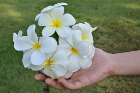 For the Chinese, plumeria blooms signify love