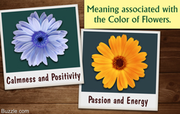 Flower color meanings