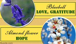 Flower names and pictures