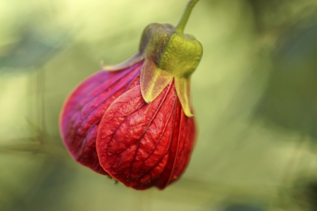 Abutilon