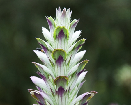 Acanthus