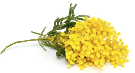 Acacia (Yellow)