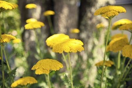 Achillea