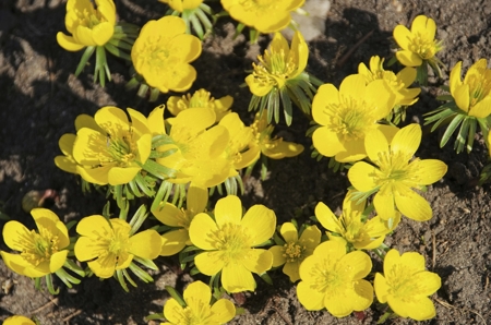 Aconite (Monkshood)