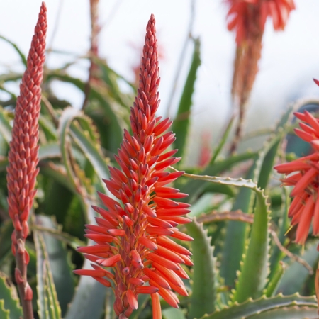 Aloe