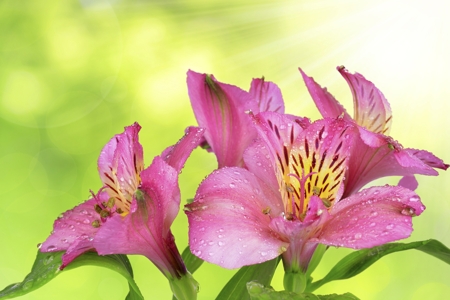 Alstroemeria