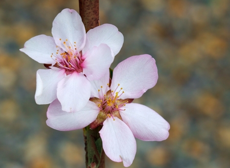 Almond Blossom