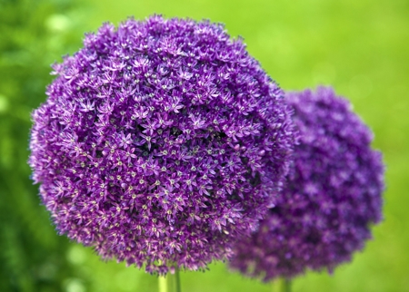 Alliums