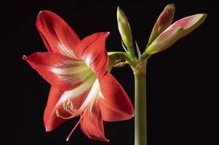 Amaryllis