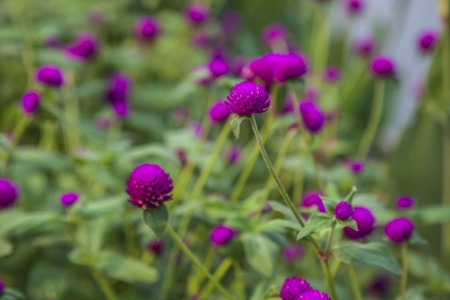 Amaranth (Globe)