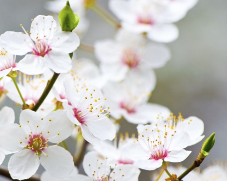 Apple Blossom