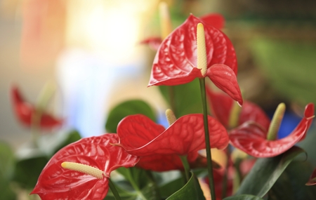 Anthurium