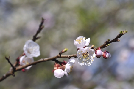 Apricot Blossom