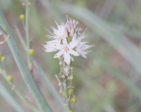 Asphodel