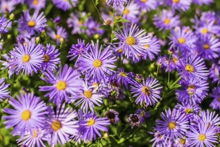 Aster