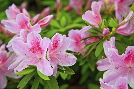 Azalea