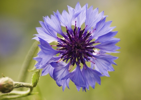 Bachelor Button (Bluebottle, Cornflower)