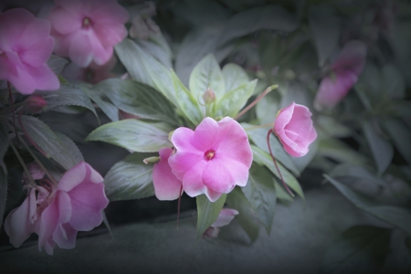 Balsam (Impatiens)