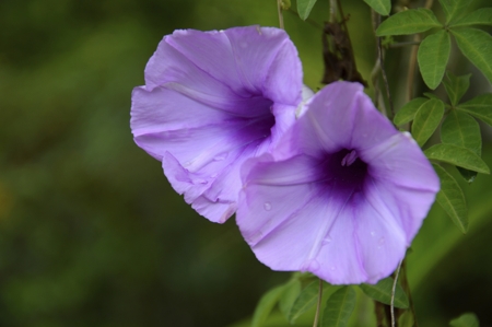 Bindweed (Convolvulus)