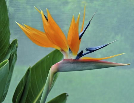 Bird of Paradise