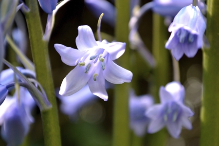 Blue Bell (Harebell, Campanula)